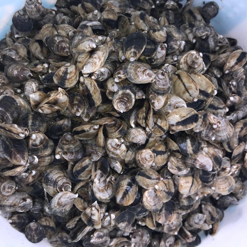 Deluna Oyster Company